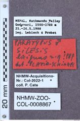 Etikette zu Silesis exiguus (Platia & Schimmel, 1991) (NHMW-ZOO-COL-0008867)